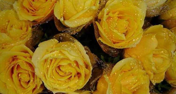 黄玫瑰花的花语（探寻黄玫瑰的意义与象征）