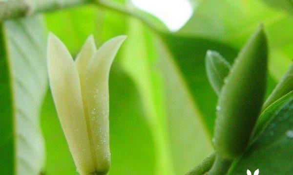 探寻白兰花的花语和象征意义（美丽的花朵背后的文化内涵和历史传承）