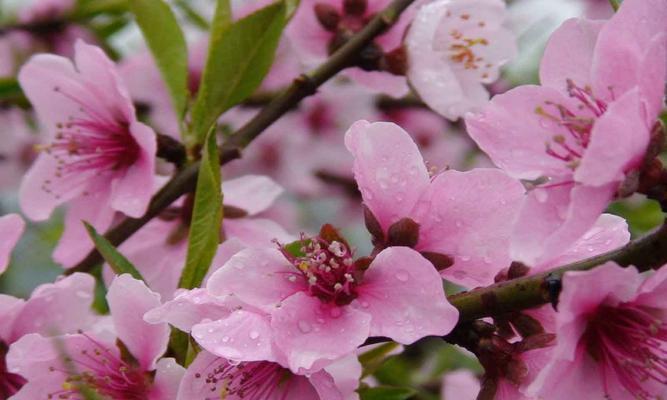 解密桃花的花语（浪漫、热情、爱情的符号）