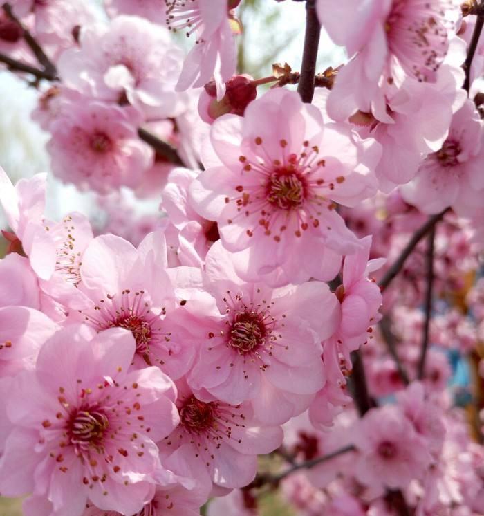 解密桃花的花语（浪漫、热情、爱情的符号）