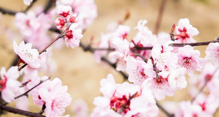 解密桃花的花语（浪漫、热情、爱情的符号）