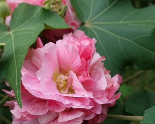 芙蓉花的花语及传说（披荆斩棘、娇艳难挡）