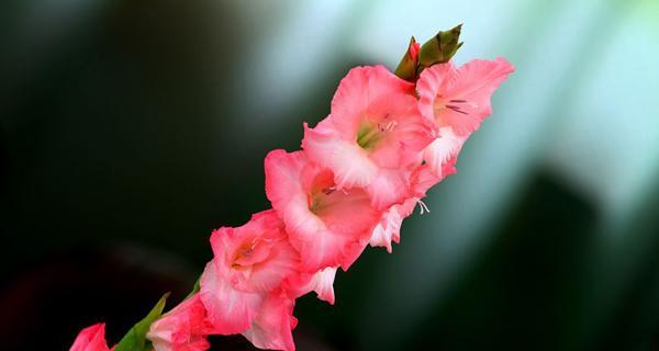 剑兰的花语与寓意（解读这朵神秘而高贵的花卉）