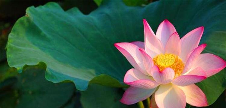荷花的含义和象征意义（从“藕断丝连”到“清廉高洁”）