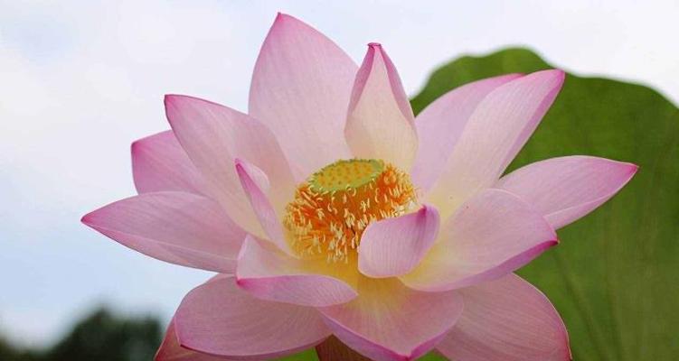荷花的含义和象征意义（从“藕断丝连”到“清廉高洁”）