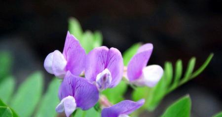 豌豆花的花语（探寻豌豆花的意义和象征）