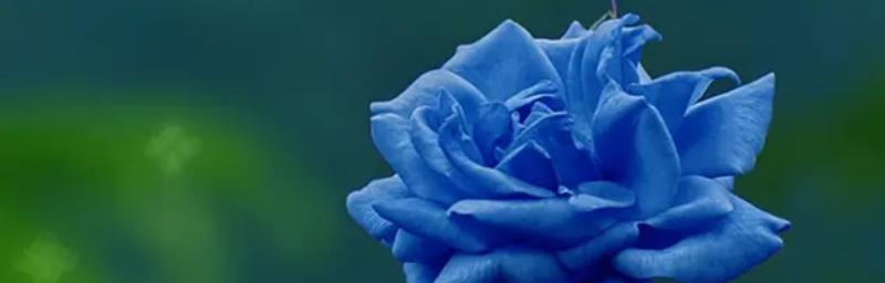 蓝玫瑰的花语与传说（探秘神秘的蓝色之花）