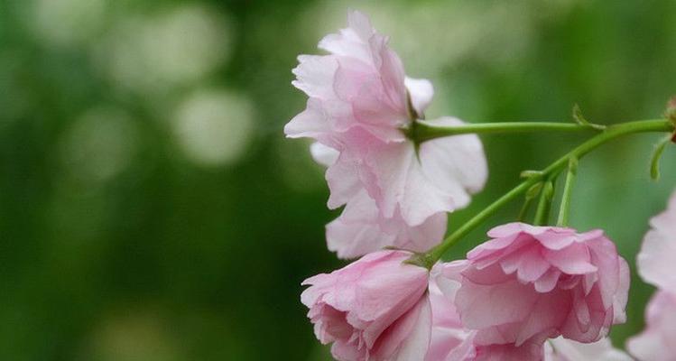 樱花的花语与寓意（探寻樱花之美，解读花语之谜）