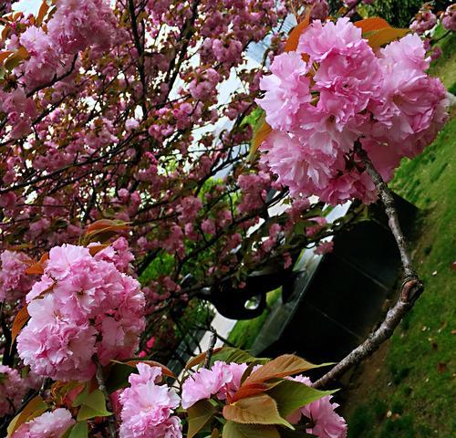樱花的花语与寓意（探寻樱花之美，解读花语之谜）