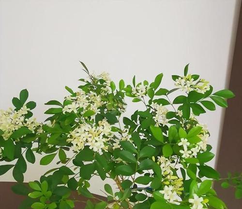 九里香的开花时间及特点（探秘九里香开花的奥秘，解读它的性状和生理表现）