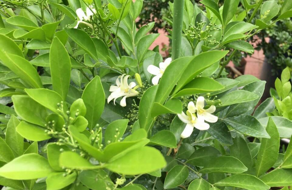 九里香的开花时间及特点（探秘九里香开花的奥秘，解读它的性状和生理表现）