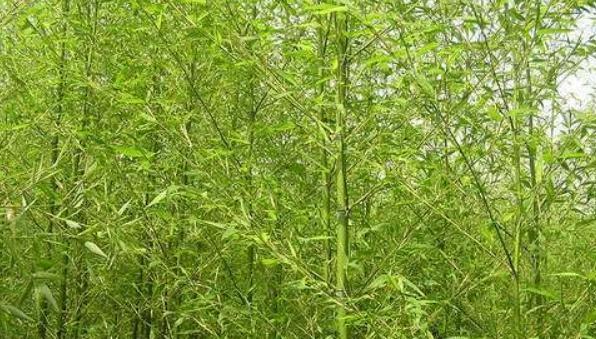 探究竹子——生长、种类和应用（了解竹子的多样性和价值）