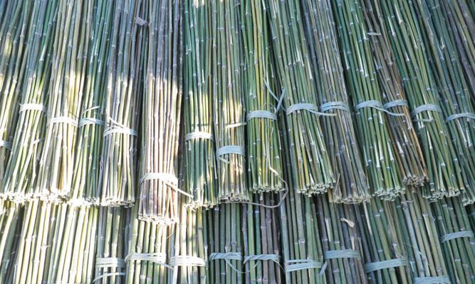 探究竹子——生长、种类和应用（了解竹子的多样性和价值）