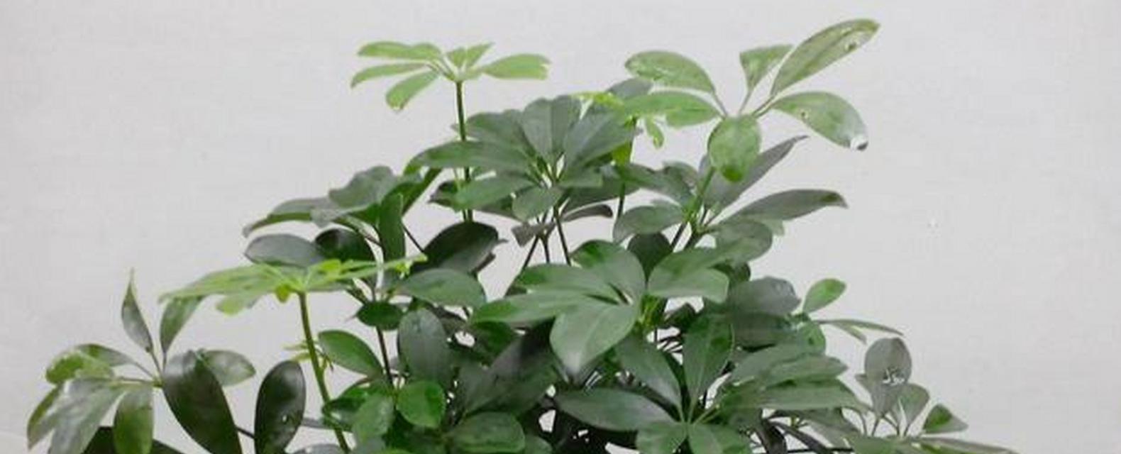 鸭脚木养殖全方位指南（种植、管理、施肥、病虫害防治）