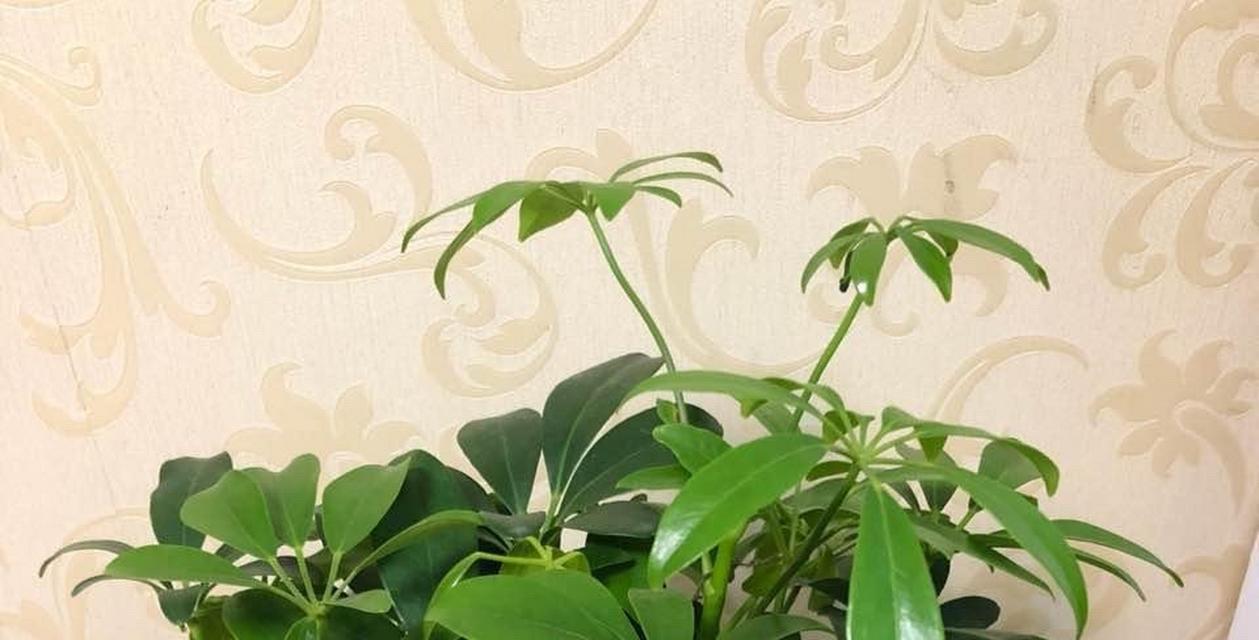鸭脚木养殖全方位指南（种植、管理、施肥、病虫害防治）
