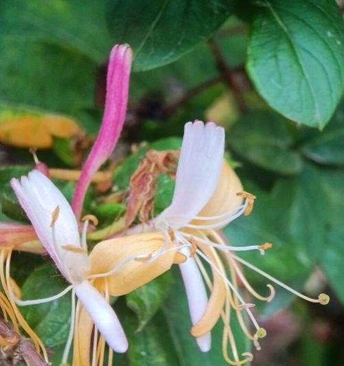 解析金银花的光照条件（解析金银花的光照条件）