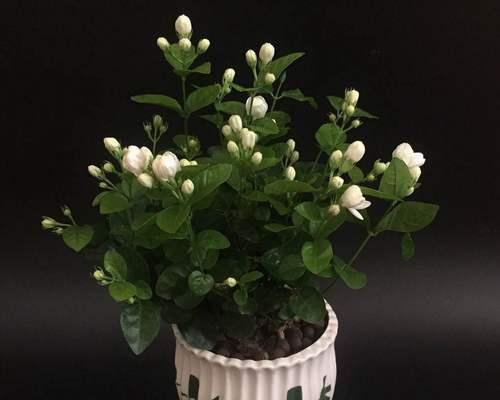 茉莉花开花时间的探究（揭秘茉莉花开花的奥秘，提高养护技巧）