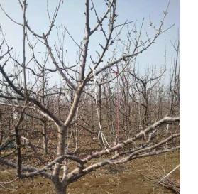 如何管理与修剪樱桃树（打造健康、美丽的果园）