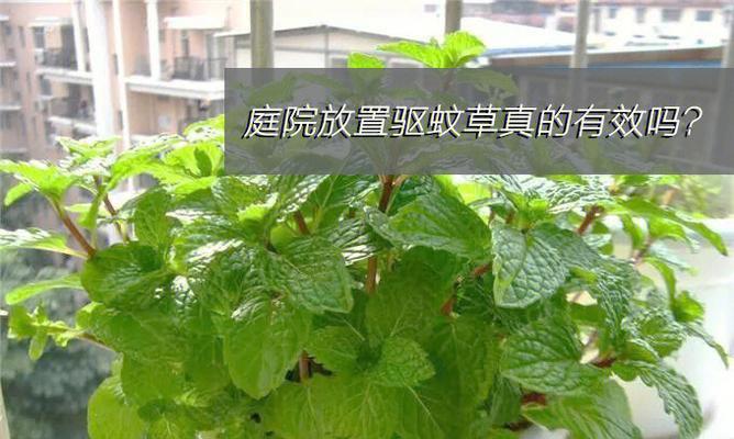 驱蚊植物——自然的驱虫方式（从环保、健康角度，用植物驱赶蚊虫）