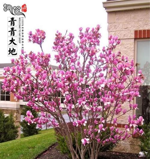 十种庭院最佳花卉选择（打造美丽庭院的必备花卉品种）