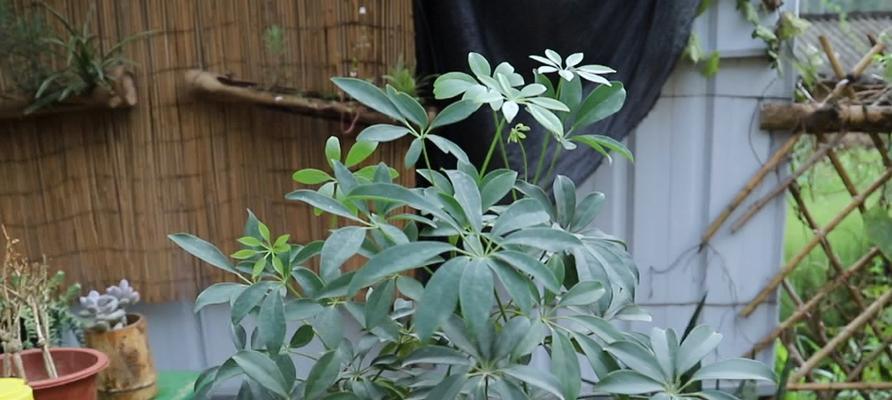 鹅掌木繁殖方法（从种子到苗木，一步步教你如何种植鹅掌木）