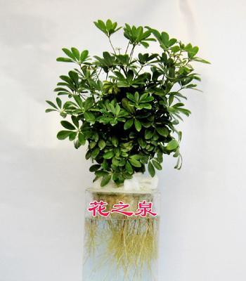 鹅掌木繁殖方法（从种子到苗木，一步步教你如何种植鹅掌木）
