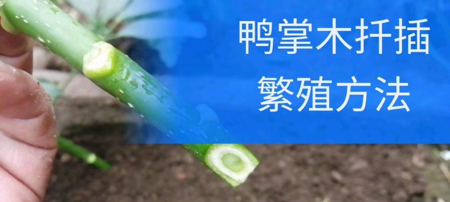 鹅掌木繁殖方法（从种子到苗木，一步步教你如何种植鹅掌木）