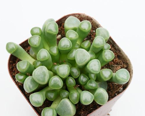 如何培育健康多肉植物（宝贵技巧和贴心建议，让您的植物茁壮成长）