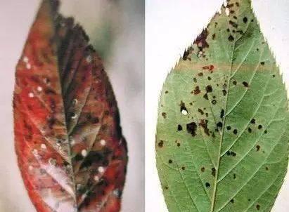 常见的凤尾蕨病虫害防治方法（掌握这些方法让你轻松应对凤尾蕨的各种问题）