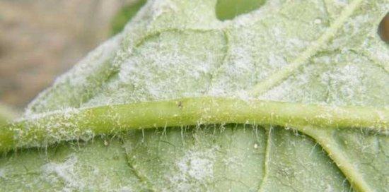 常见的凤尾蕨病虫害防治方法（掌握这些方法让你轻松应对凤尾蕨的各种问题）