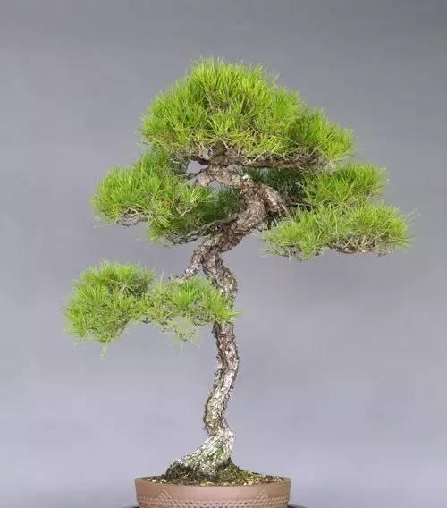 松树盆景养护指南（打造一盆健康美丽的松树盆景）