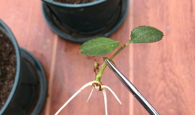 如何繁殖月季花？（掌握这些技巧，让你轻松拥有满园盛开的月季花）
