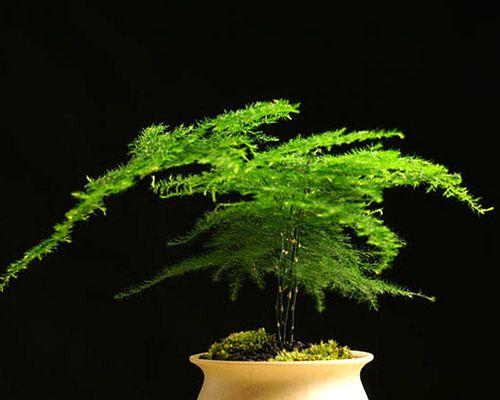 绿植花卉（好养活的绿植花卉推荐）