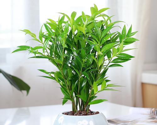 绿植花卉（好养活的绿植花卉推荐）