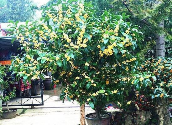 如何养护桂花树（桂花树养护指南）