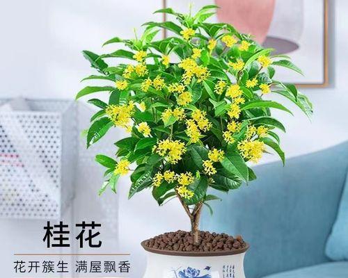 如何养护桂花树（桂花树养护指南）