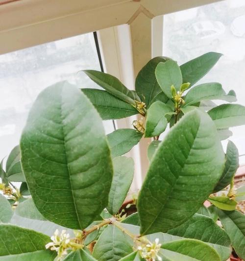 如何养护桂花树（桂花树养护指南）