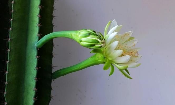 如何应对养殖中的量天尺烂根问题（掌握解决方法，保障养殖业高质量发展）