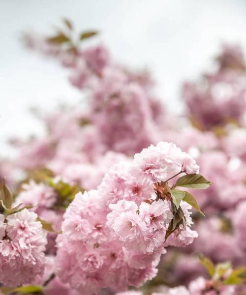日本樱花开花时间（春日樱花盛宴，赏花美景尽收眼底）
