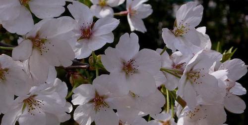 日本樱花开花时间（春日樱花盛宴，赏花美景尽收眼底）