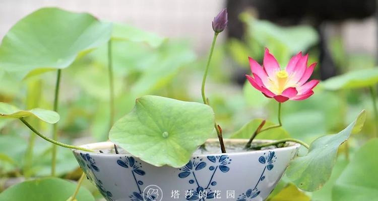 水培碗莲种植方法和注意事项（打造优雅空间的秘诀，让碗莲成为您家的“小仙女”）