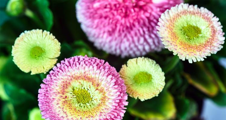 如何正确养护小雏菊？（室内小雏菊的养护技巧）