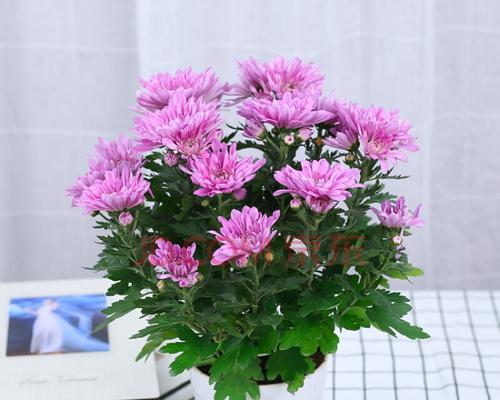 如何正确养护小雏菊？（室内小雏菊的养护技巧）