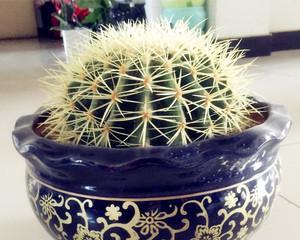 金虎仙人球的养殖技巧（掌握这些技巧，让你的金虎仙人球茁壮成长）