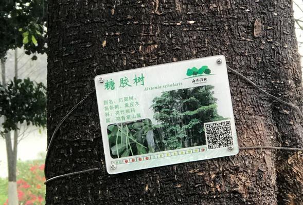 糖胶树——亚热带雨林中的宝藏（探秘糖胶树的特征和生态价值）