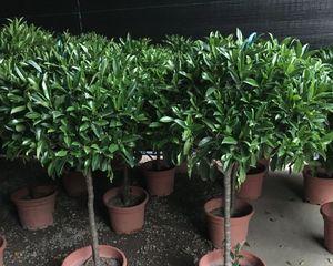 非洲茉莉的种植技巧（打造私家花园的必备知识）