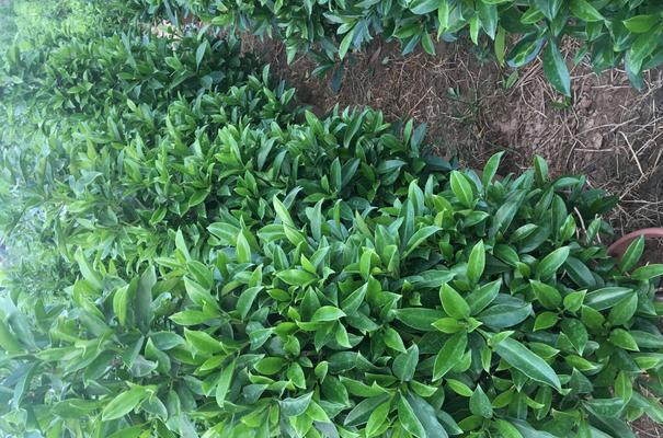 非洲茉莉的种植技巧（打造私家花园的必备知识）