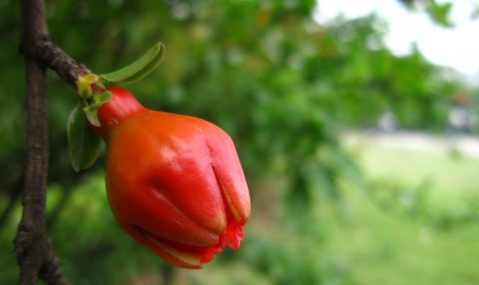 怎样养殖石榴花？（是“石榴花养殖”）