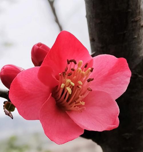 揭秘木瓜花与海棠花的区别（探究木瓜花与海棠花的形态特征和生长环境）