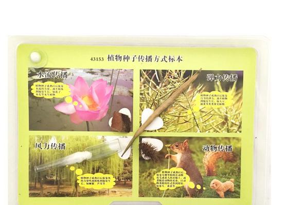 探秘植物种子的传播方式（从风吹雨打到动物助力，植物如何让种子到处去？）